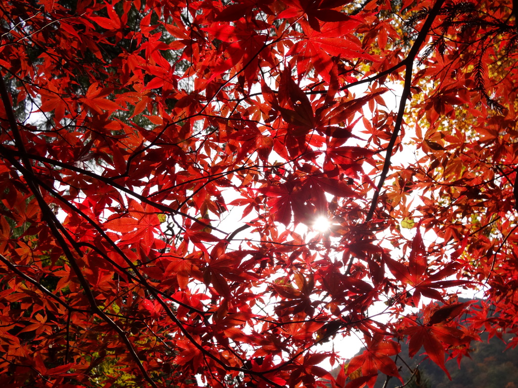 紅の世界
