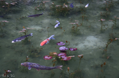 モネの池