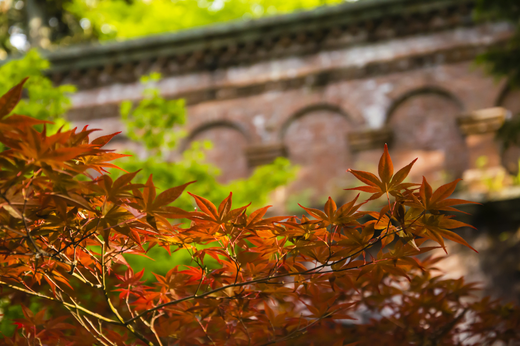春紅葉
