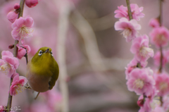 うめじろー