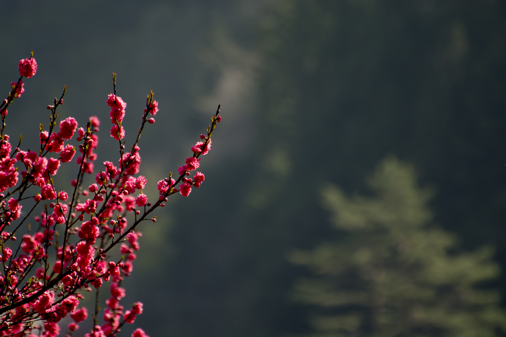 花桃<2>