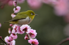 ウメジロー　その３