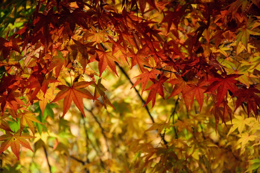 紅葉ライトアップ<２>