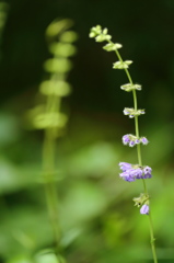 公園に咲く野の花