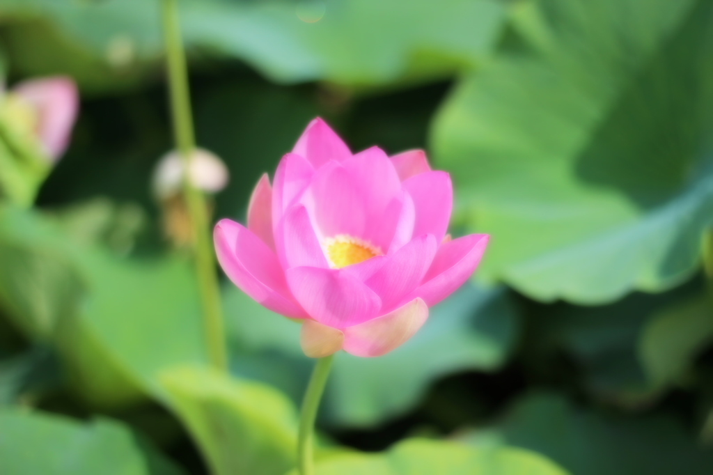 古代蓮に思いを馳せて