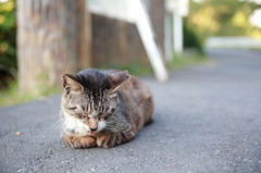 おひるねの猫②