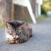 おひるねの猫②