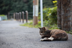 おひるねの猫