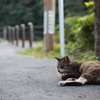 おひるねの猫