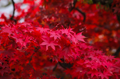 紅満ちる