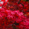 紅満ちる