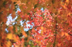 紅葉