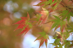 紅葉のはじまり