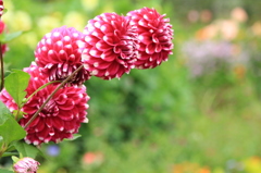 まんまるのお花