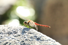 アキアカネ