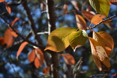 もうすぐ紅葉ですねー。