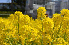 菜の花
