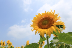 地上の太陽