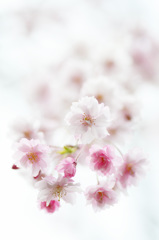 夢桜