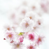 夢桜