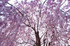 桜シャワー