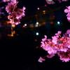 近所の桜