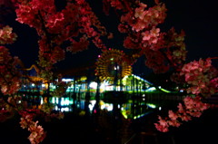 近所の桜2