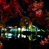 近所の桜2