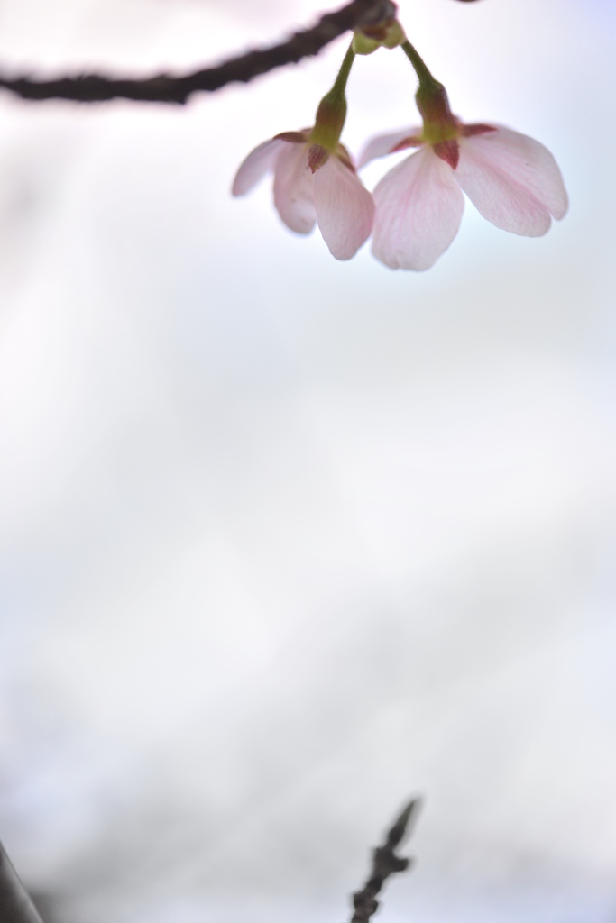 春めいて