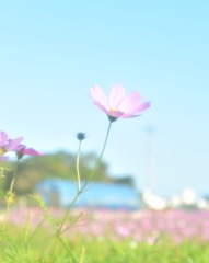 秋桜