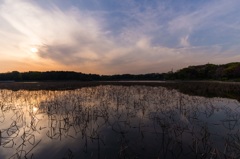 蓮と夕日