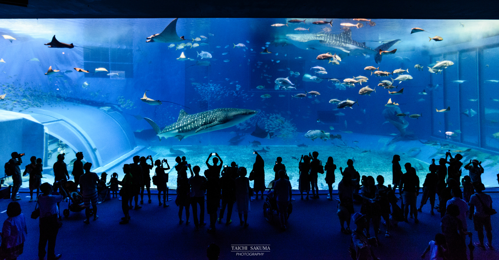 美ら海水族館