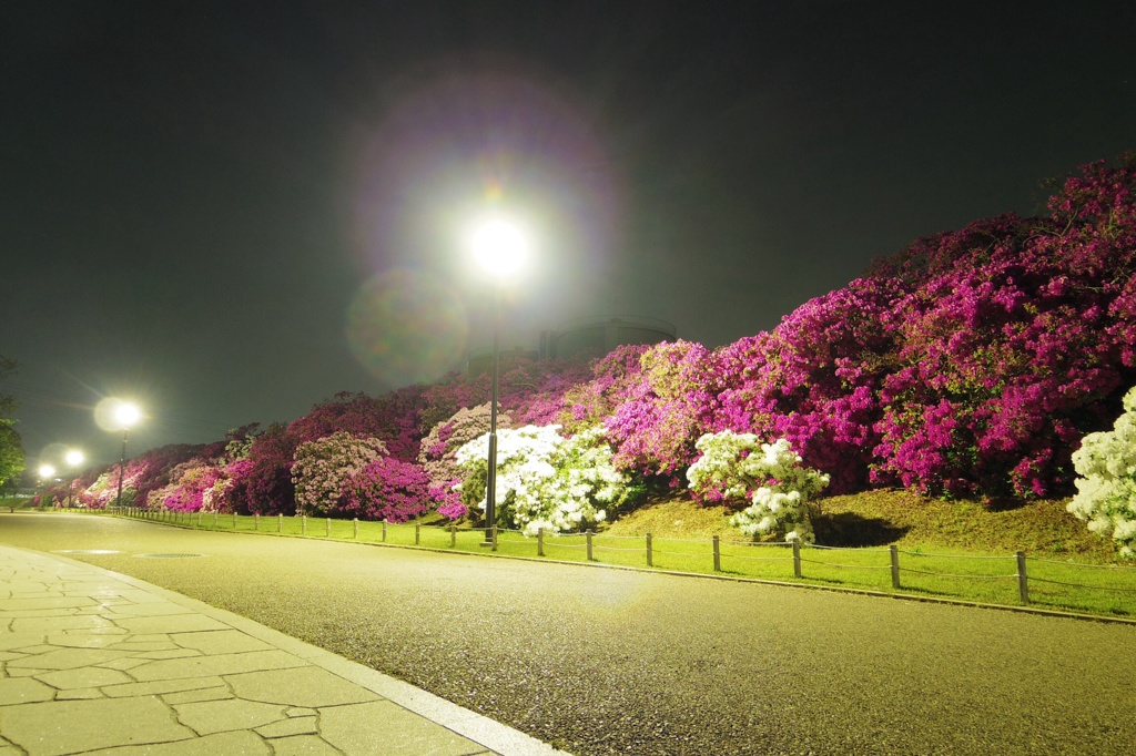 浅香山浄水夜ツツジ