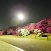 浅香山浄水夜ツツジ