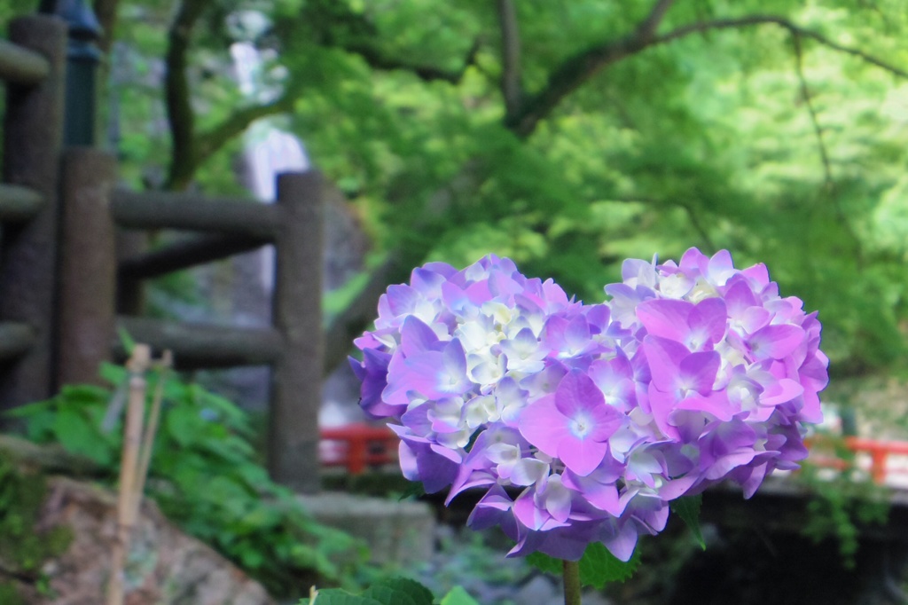ハートフル紫陽花