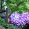 ハートフル紫陽花