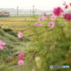 コスモス咲く