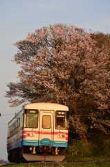 桜夕照