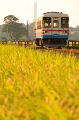 稲穂と鉄路