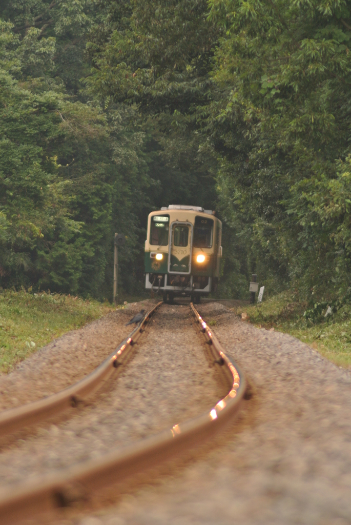 線路上のカラス