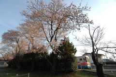 日工前駅の桜３