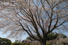 左近の桜１