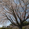 左近の桜１
