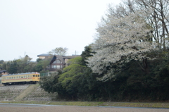 桜，残っていました。