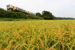 眼下に水田を望む