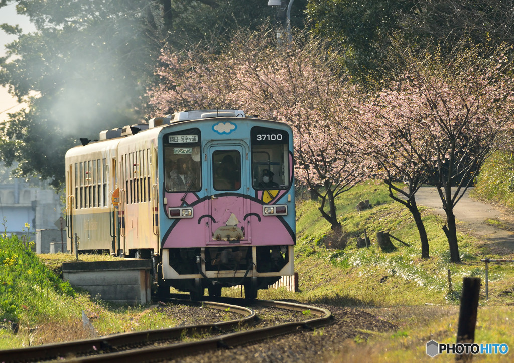 大漁桜サク