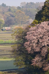 里の山桜(02)