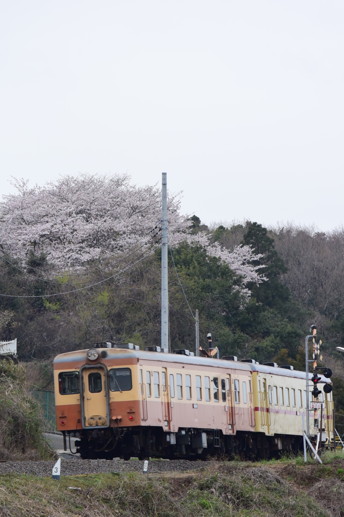 山に咲く桜