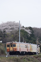 山に咲く桜
