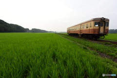 緑濃き水田
